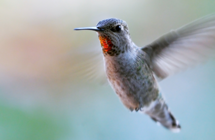 Kolibri Kolibri