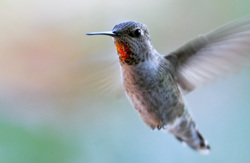 Kolibri Kolibri