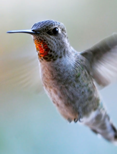 Hummingbird Update 2013
